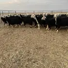 نجد طيبه