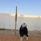 نجديه طيبه