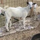 جفره ثنيه