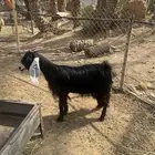 عنز عارضيه توها تامه