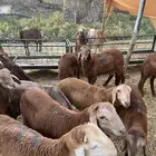 جذعان سواكن اعمارهن 5 شهور