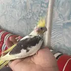 فرخين كروان كوكتيل