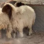 جذعات نعيم