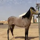 بسم الله. عرض حصان شعبي شيخ وسبوق