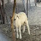طلي للبيع حري