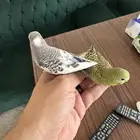 طيور بادجي للبيع
