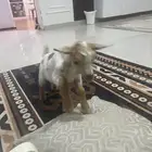 تيس قزمي لعوب