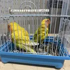 عصفور روز