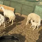 غنم حريات متابيع
