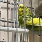 طائر البادجي