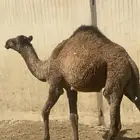 بكره عمرها 6 شهور طيبه بالحيل