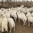 بسم الله الرحمن نعرض لكم خرفان جذعان طيبه