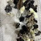 صوص دجاج مشكل الجوز ب 5 ريال