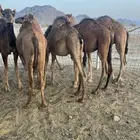 قعدان طيبات