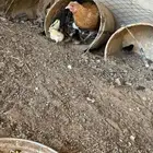 دجاجة بعيالها