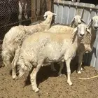 نعاج حريات