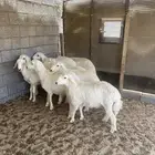 طليان ذبايح للبيع
