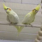 للبيع زوج كروان منتج مع ملحقاته ق