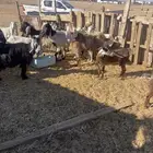 للبيع العدد 30