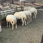 خرفان كباشة بلدي