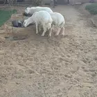 ثلاث خرفان مغلق