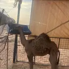 حاشي لباني ست شهور ونص