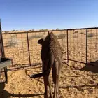 للبيع بكره