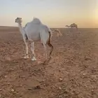 لقحه وضحا