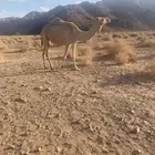 ناقه حره بشهادة