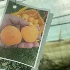 متوفر شتلات مشمش و بخاره فاخررره