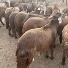 للبيع سواكن جبر