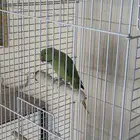 درة هندي