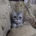 قط سكوتش فولد