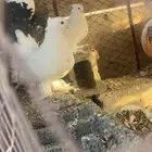 حمام زينه هزازي منتج خالي من الامراض