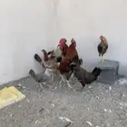 دجاج بلدي