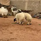 نعيم دفيع ومشروع فحل