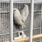 ازواج روز منتجة