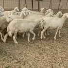 للبيع غنم حريات حرش دفيع