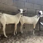 تيوس بيشيات مقفله شحم ولحم(تم البيع)
