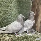 للبيع طبات صنعاوي مستوه طيب