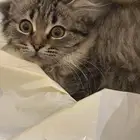 قطة للتبني