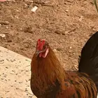 ديك للبيع