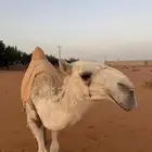 بكره وضحى طيبه للبيع