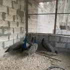 للبيع ذكور طاؤؤس