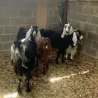 معزا