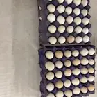 بيض بلدي