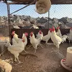 ديكه للبيع