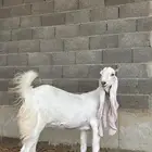 عنز مطوره بيضاء جذعه و دافع و جرم فاخر