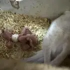 زوج بادجي مع ثلاثه فروخ الانثى فالو عيون حمر