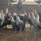 ديوك فيومي شبابي
